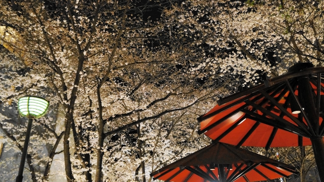 祇園白川 桜 ライトアップ 春