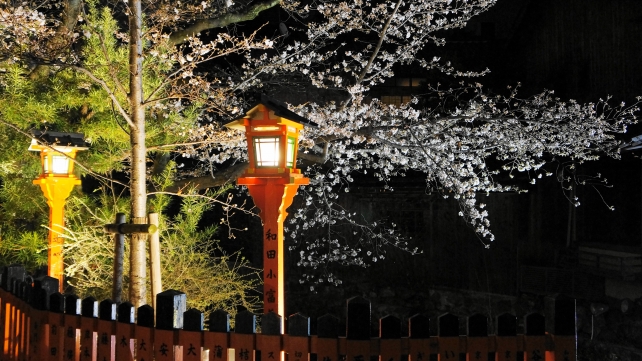 辰巳神社 祇園白川 桜 ライトアップ 春