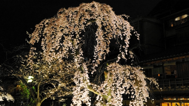 春の京都祇園白川の美しい枝垂れ桜ライトアップ