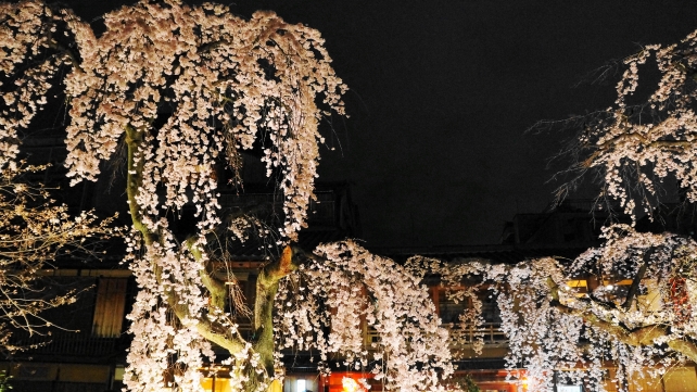 春の祇園白川の華やかな枝垂れ桜ライトアップ