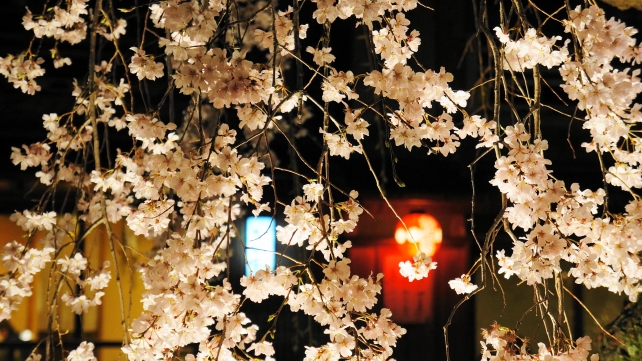 祇園白川 しだれ桜 ライトアップ 春 満開 風情
