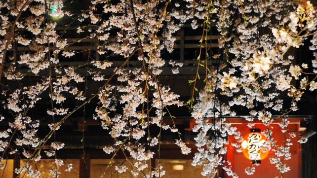 祇園白川の風情あるしだれ桜ライトアップ