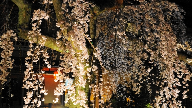 高画質 祇園白川 桜 ライトアップ 写真