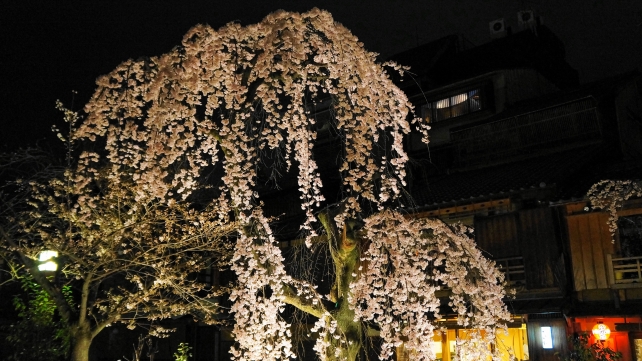 祇園白川の満開の宵桜ライトアップ