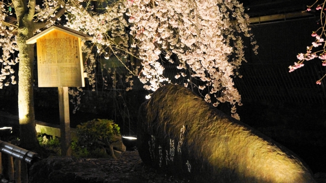 かにかくに碑 しだれ桜 ライトアップ 祇園白川