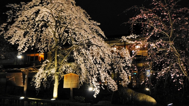 祇園白川のかにかくに碑付近の枝垂れ桜ライトアップ