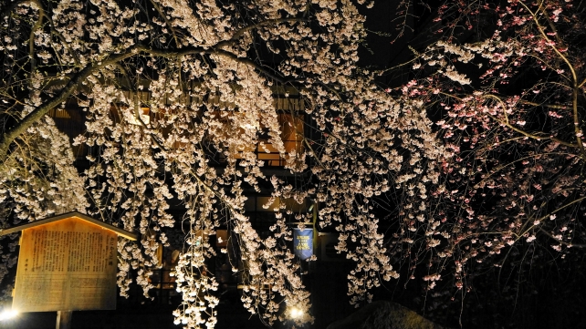 祇園白川のかにかくに碑付近の風情ある枝垂れ桜ライトアップ