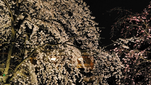 高画質 かにかくに碑 しだれ桜 祇園白川 ライトアップ 写真