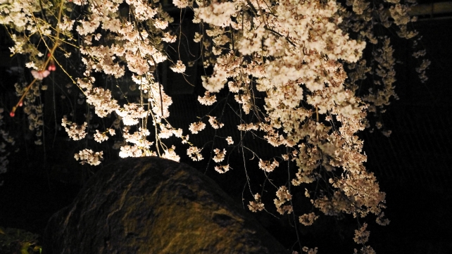 祇園白川のかにかくに碑付近の見事な枝垂れ桜ライトアップ