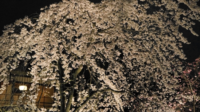 祇園白川の幻想的な宵桜ライトアップ（かにかくに碑）