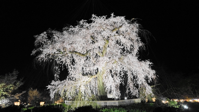 円山公園　祇園枝垂桜ライトアップ