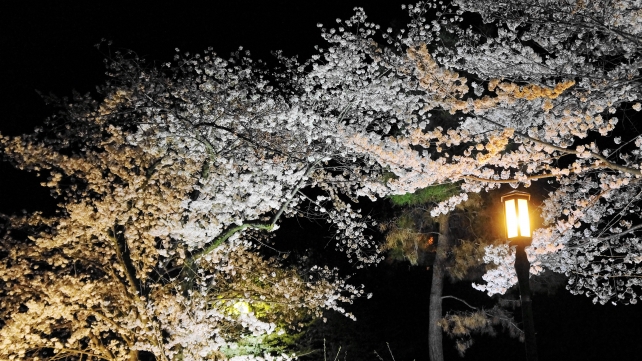 高台寺近くのねねの道の夜桜ライトアップ