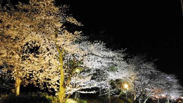 高台寺 ねねの道 夜桜