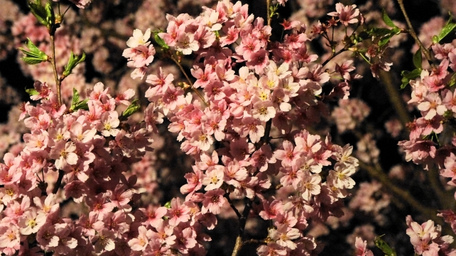 高台寺の満開のピンクの桜のライトアップ