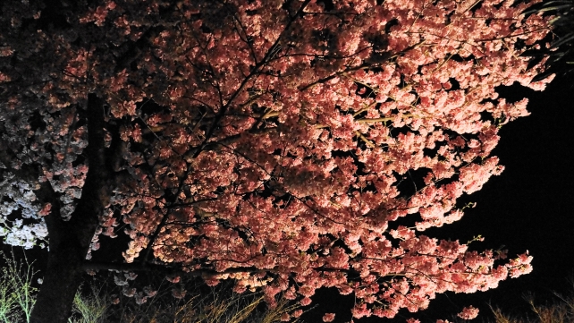 京都高台寺の満開の夜桜ライトアップ