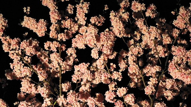 高台寺の幻想的な夜桜ライトアップ