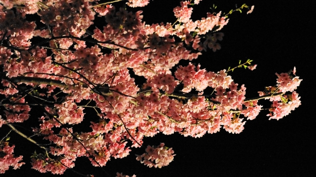 高台寺の満開の美しい夜桜のライトアップ