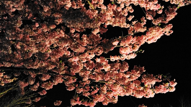 高台寺の土蔵付近の満開の鮮やかな夜桜ライトアップ