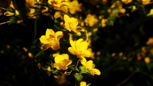 高台寺の可愛い黄色い花