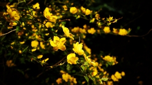 黄色い花 高台寺 土蔵