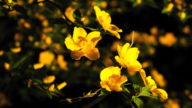 高台寺の土蔵付近の黄色い花