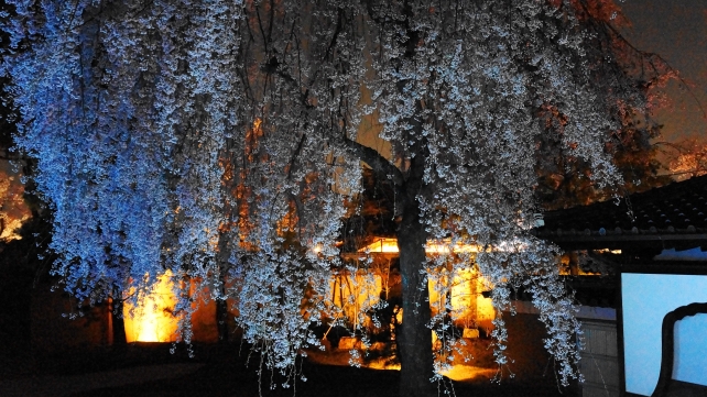 高台寺の方丈庭園の鮮やかなしだれ桜ライトアップ