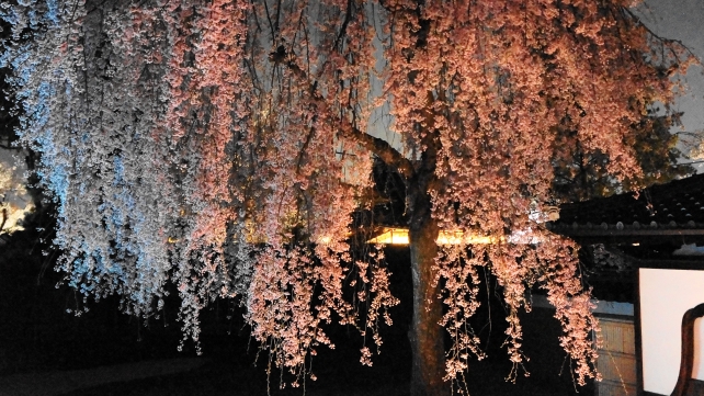 高台寺の方丈庭園の満開のしだれ桜ライトアップ 2014年