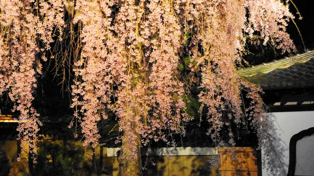 高台寺の方丈庭園の見事なしだれ桜ライトアップ