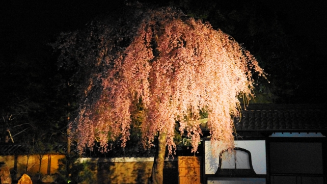 高台寺の方丈庭園の幻想的な枝垂れ桜ライトアップ