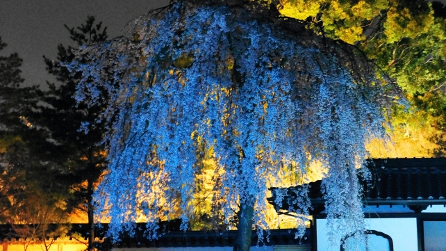高台寺の方丈庭園の優雅なしだれ桜ライトアップ