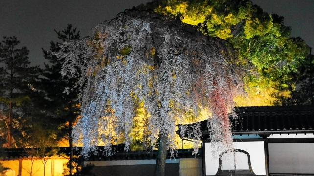 しだれ桜 ライトアップ 高台寺 方丈庭園 満開 4月