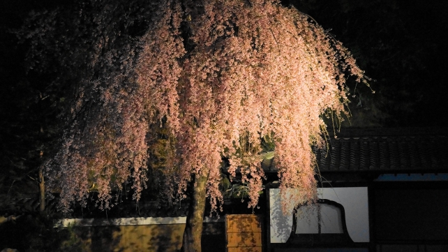 高台寺の方丈庭園の華やかなしだれ桜ライトアップ