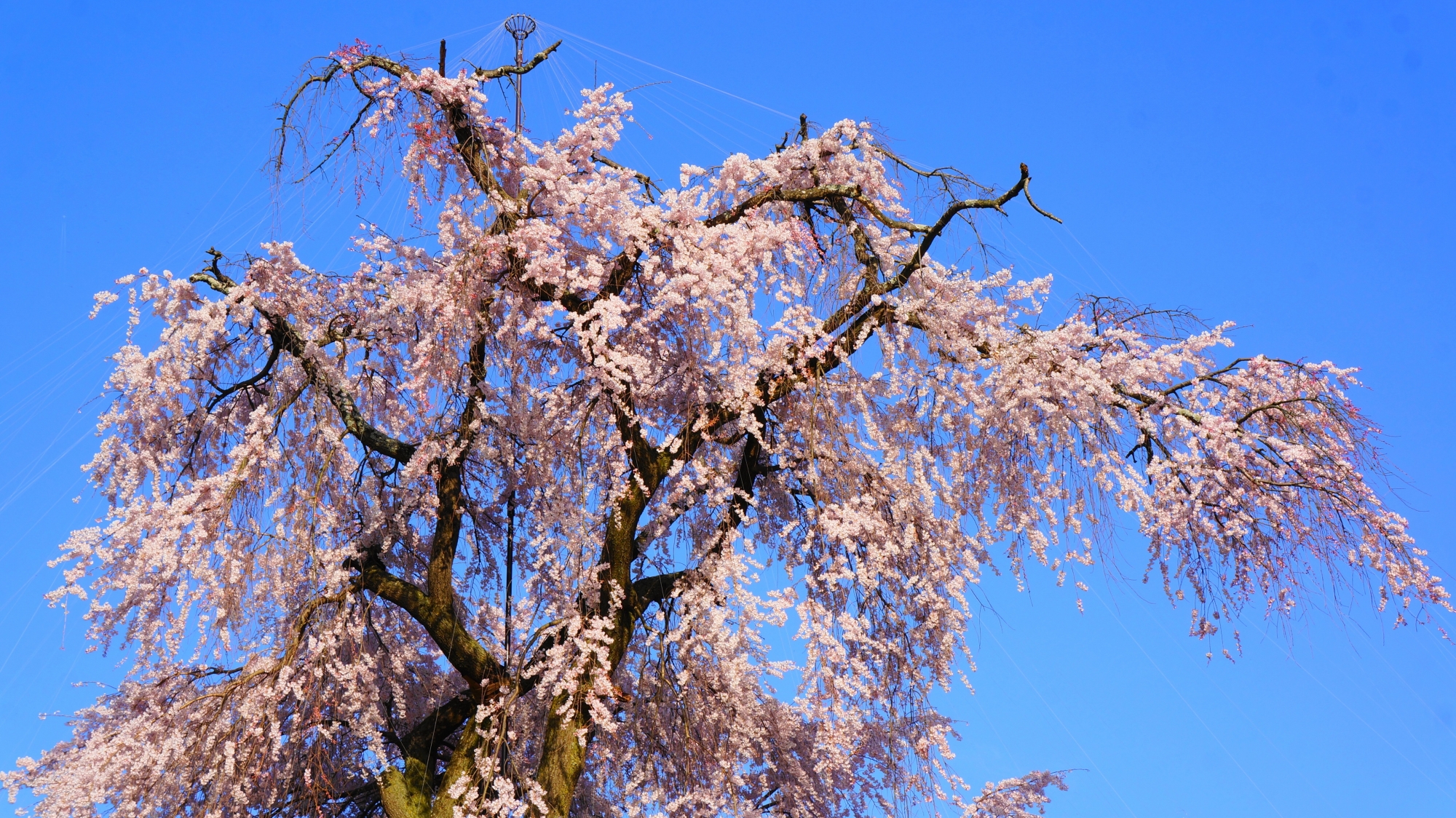 青空に映える華やかなピンクのしだれ桜