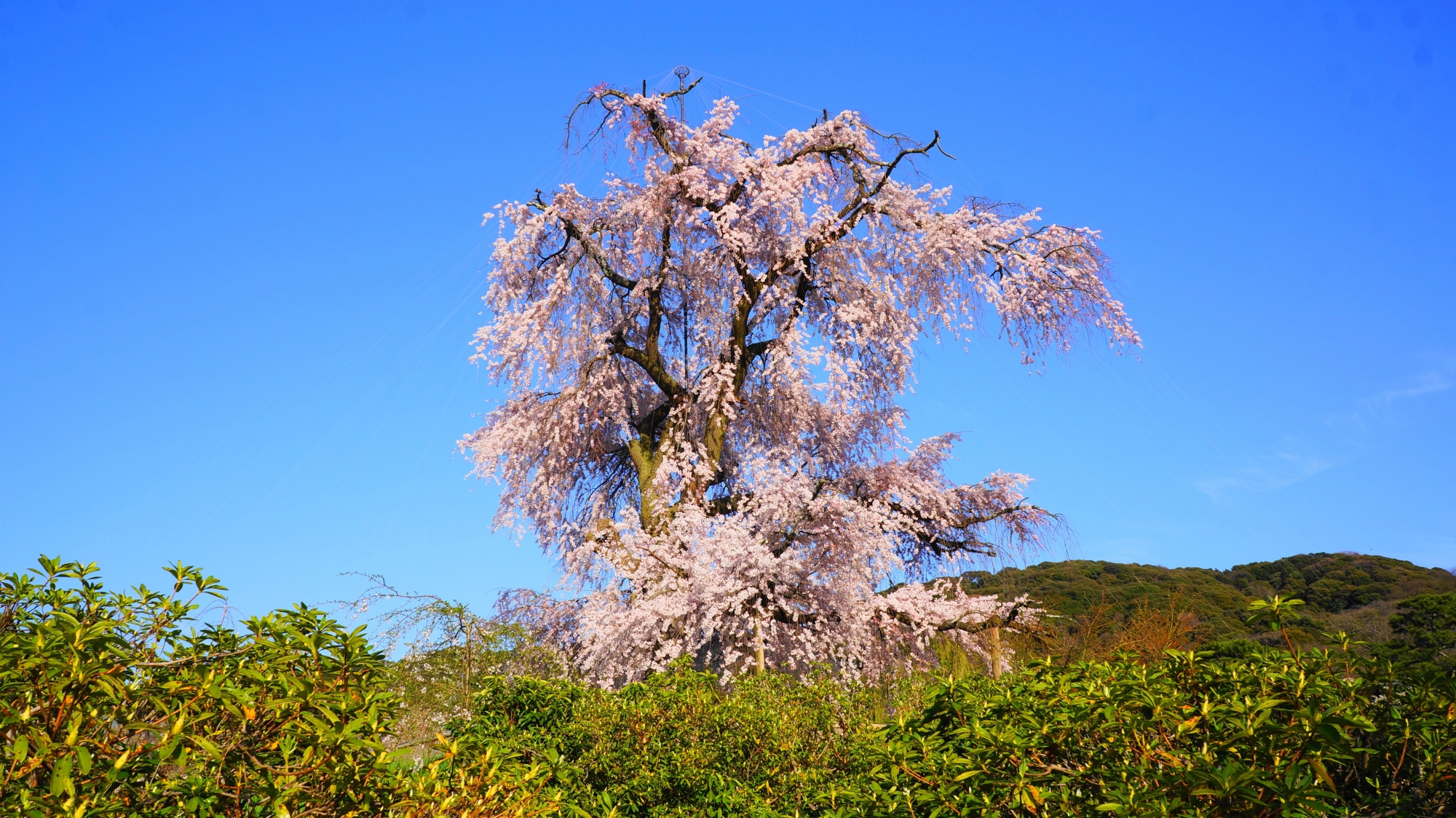 春の円山公園では圧倒的な存在感を放つ祇園しだれ桜
