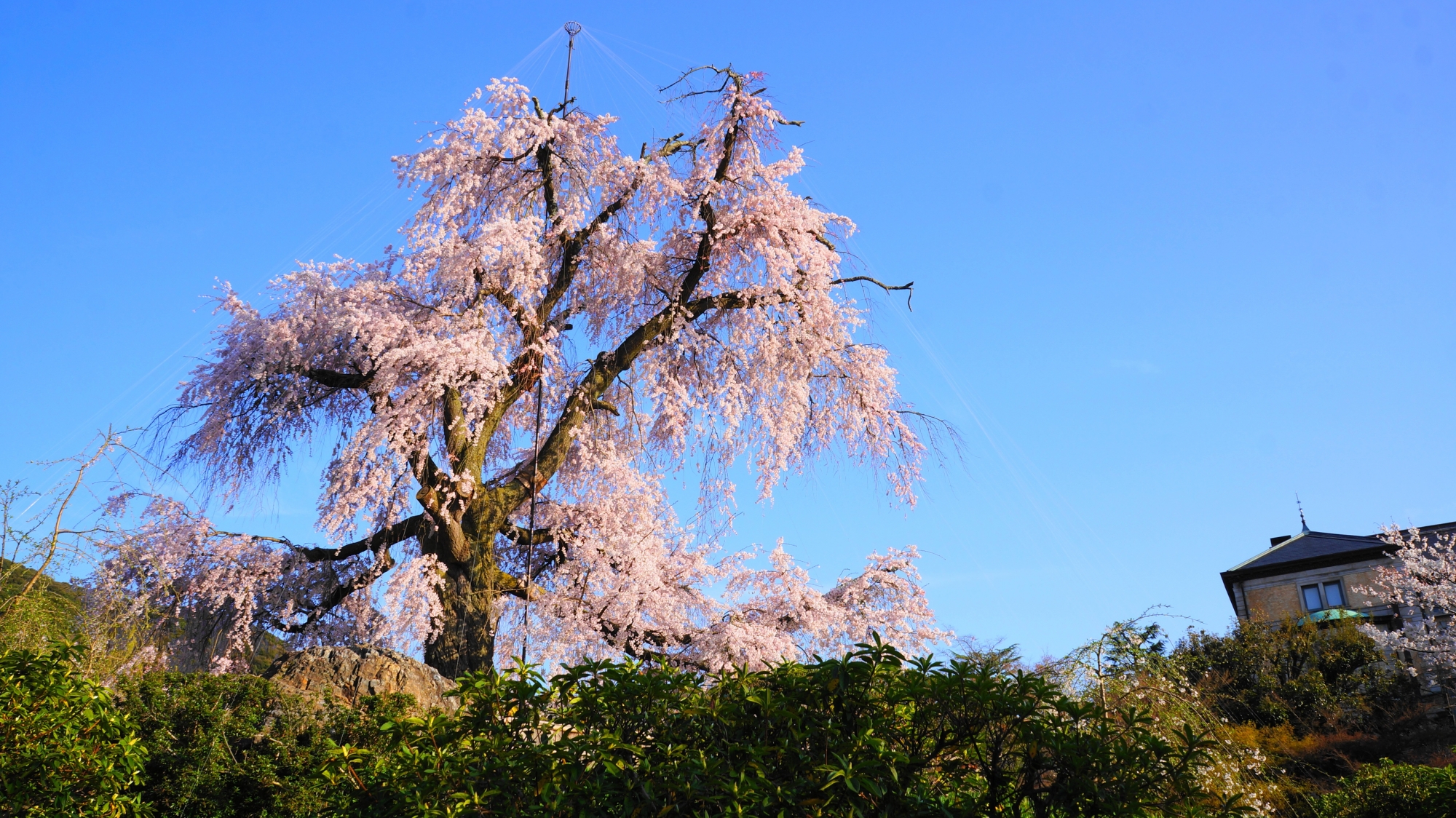 円山公園の象徴とも言える巨木「祇園枝垂桜」