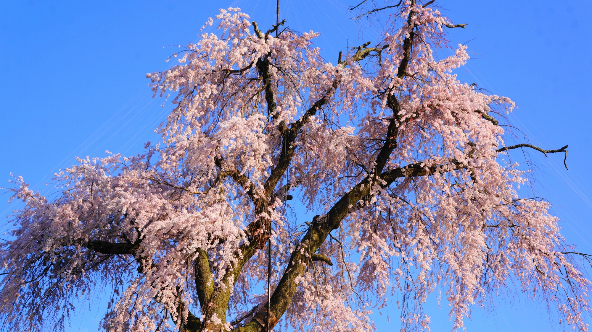 まだまだ豪快に咲き誇る祇園枝垂桜