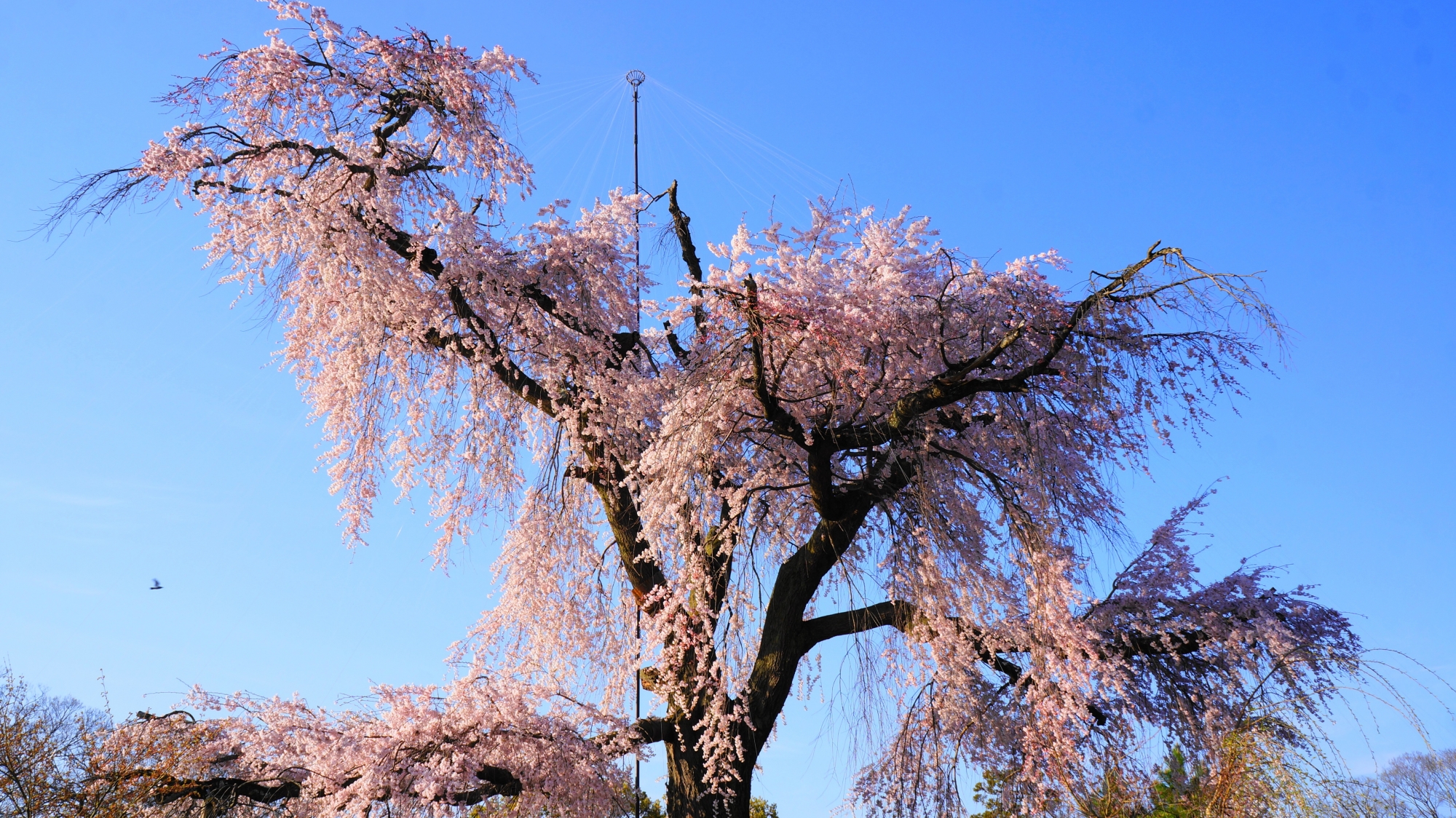 芸術的な立ち姿や枝の形をした祇園枝垂桜
