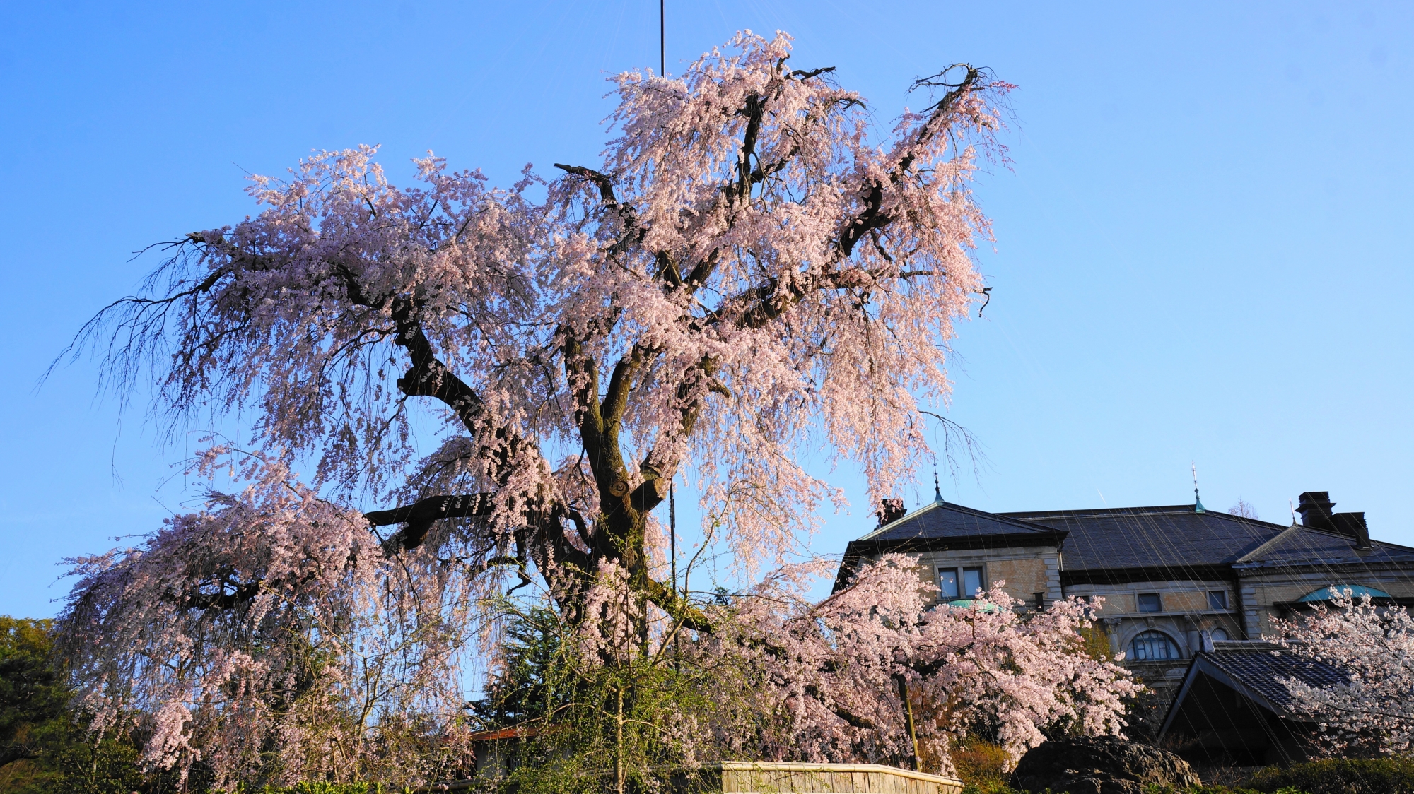 背景のレトロな建物にも映える大きく枝を伸ばした桜