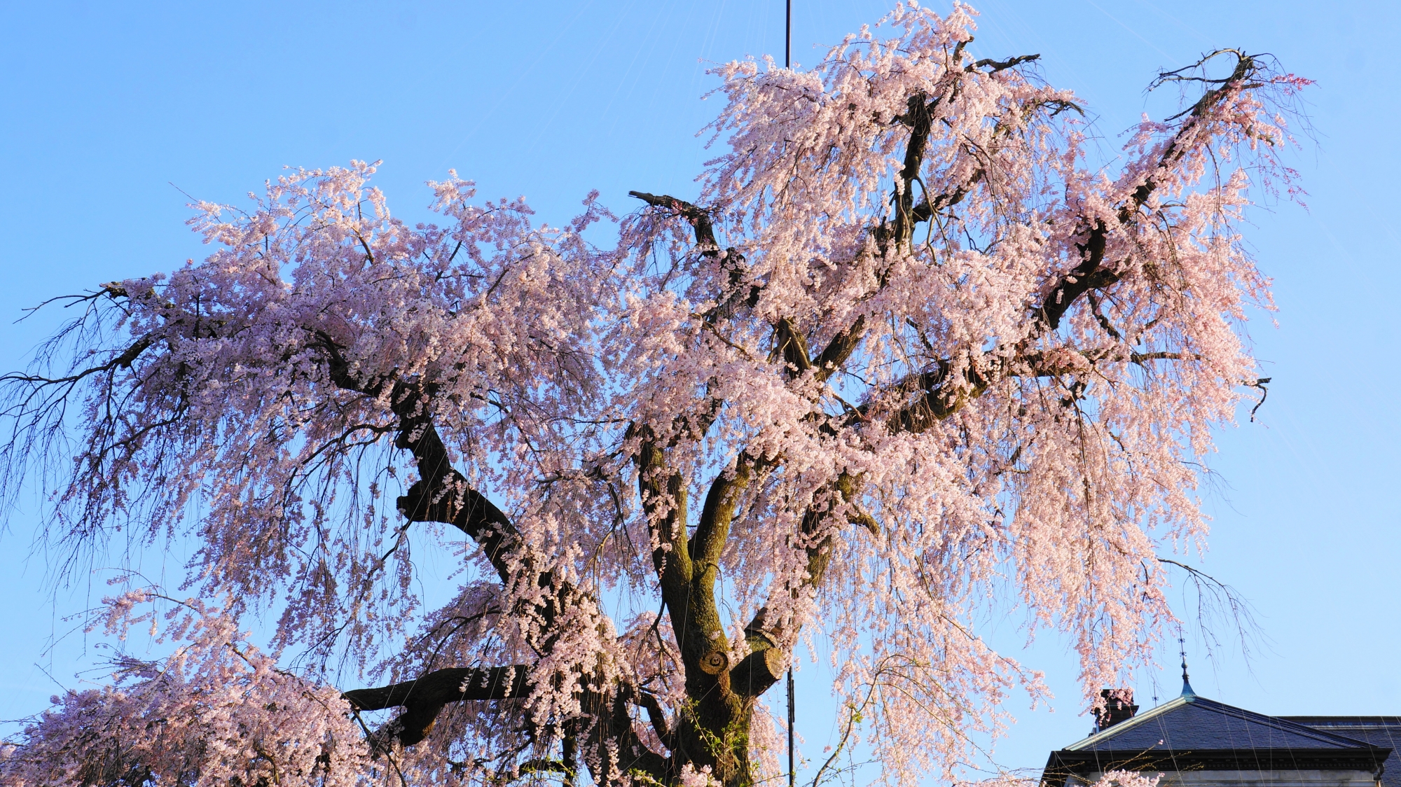 円山公園の花をいっぱいにつけた見事な大しだれ桜