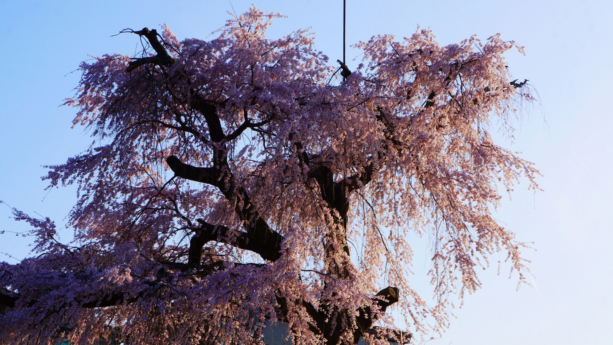 夕陽に黄昏れる円山公園の祇園枝垂桜