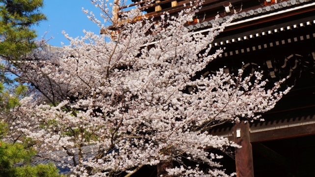 三門と美しい桜