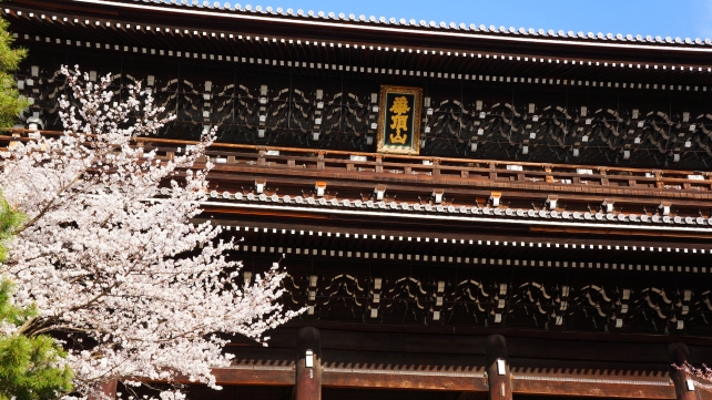 京都知恩院の三門と華やかな桜