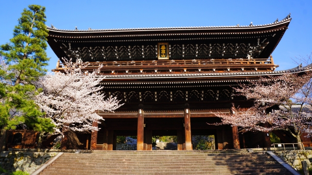 知恩院の巨大な三門と満開の桜