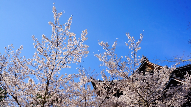 巨大な三門と満開の桜と青い空