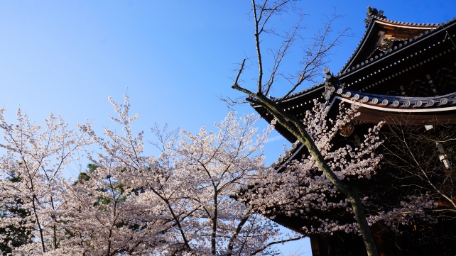 知恩院の三門と満開の優美な桜