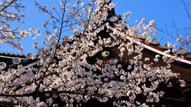 知恩院の日本最大の三門と満開の桜