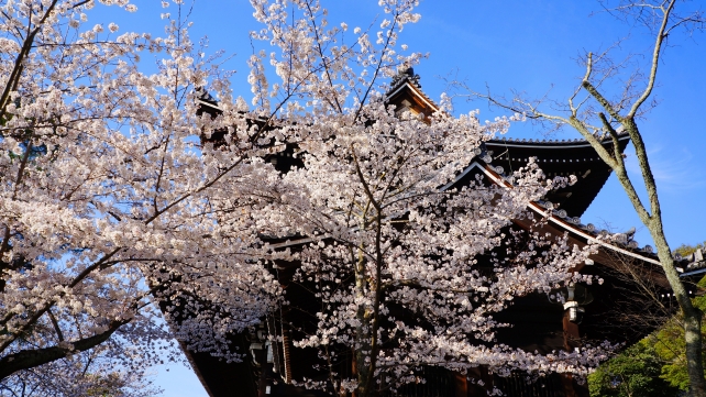 知恩院の三門と満開の華やかな桜
