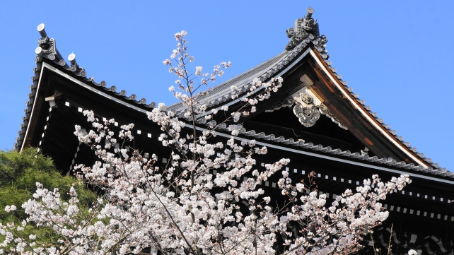 知恩院の巨大な三門と美しい満開の桜