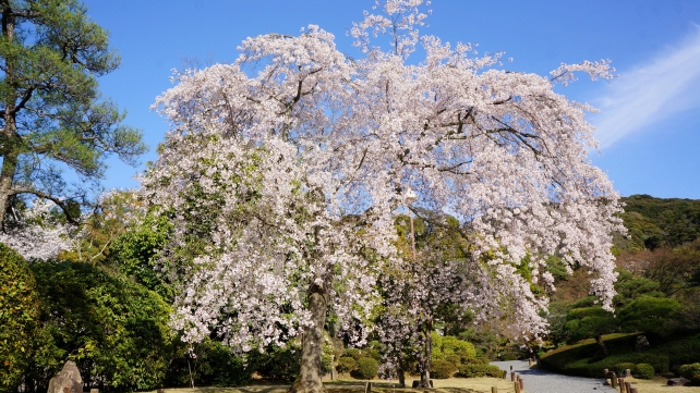 友禅苑の美しいしだれ桜