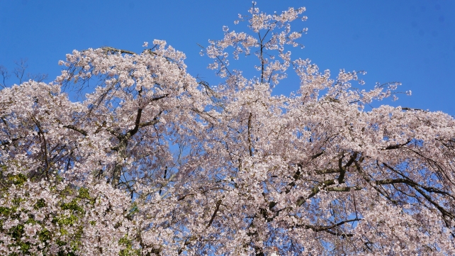 桜の穴場の知恩院の友禅苑の満開のしだれ桜